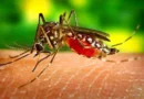 LEJÁRT!: Tájékoztató földi szúnyoggyérítésről