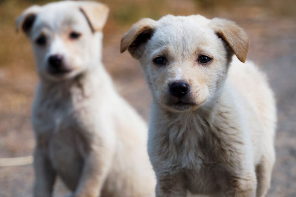 Two cute puppies posing outdoors in Patna, India, showcasing natural charm and innocence.