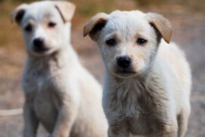 Two cute puppies posing outdoors in Patna, India, showcasing natural charm and innocence.